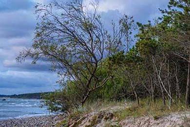 开拓者队新秀表现惊艳，开拓者队阵容名单最新